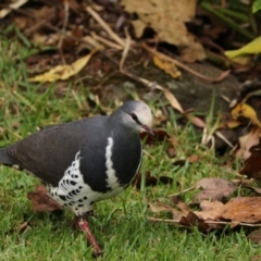 Leucosarcia melanoleuca (Wonga Pigeon) at O'Reilly, QLD - 10 Nov 2023 by Rixon