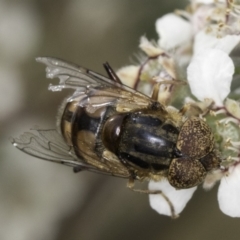 Eristalinus punctulatus (Golden Native Drone Fly) at Croke Place Grassland (CPG) - 14 Nov 2023 by kasiaaus