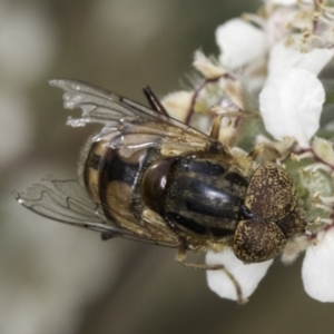 Eristalinus punctulatus at McKellar, ACT - 14 Nov 2023