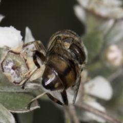 Eristalinus punctulatus at McKellar, ACT - 14 Nov 2023