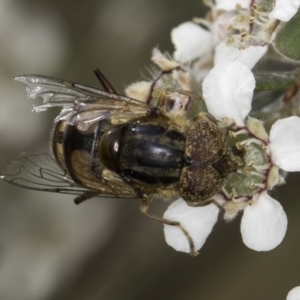 Eristalinus punctulatus at McKellar, ACT - 14 Nov 2023