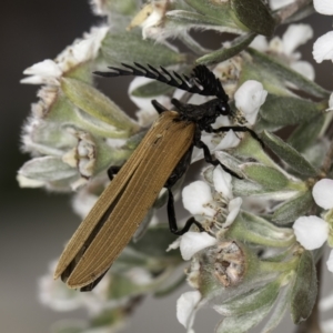 Porrostoma rhipidium at McKellar, ACT - 14 Nov 2023