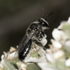 Leioproctus sp. (genus) (Plaster bee) at McKellar, ACT - 14 Nov 2023 by kasiaaus