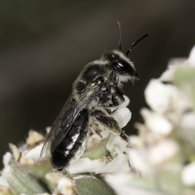 Leioproctus sp. (genus) (Plaster bee) at McKellar, ACT - 14 Nov 2023 by kasiaaus