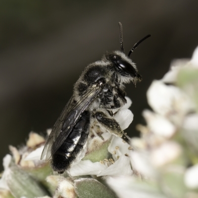 Leioproctus sp. (genus) (Plaster bee) at Croke Place Grassland (CPG) - 14 Nov 2023 by kasiaaus