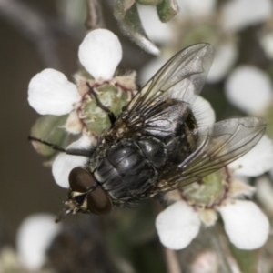 Calliphoridae (family) at Croke Place Grassland (CPG) - 14 Nov 2023