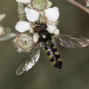 Melangyna viridiceps at McKellar, ACT - 14 Nov 2023 11:26 AM