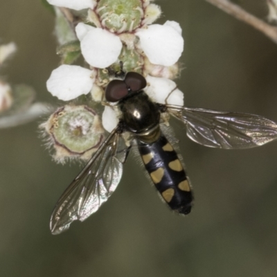 Melangyna viridiceps (Hover fly) at Croke Place Grassland (CPG) - 14 Nov 2023 by kasiaaus