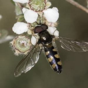 Melangyna viridiceps at McKellar, ACT - 14 Nov 2023 11:26 AM