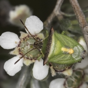 Cuspicona stenuella at Croke Place Grassland (CPG) - 14 Nov 2023