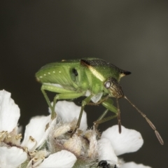 Cuspicona stenuella at Croke Place Grassland (CPG) - 14 Nov 2023