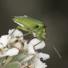 Cuspicona stenuella at Croke Place Grassland (CPG) - 14 Nov 2023