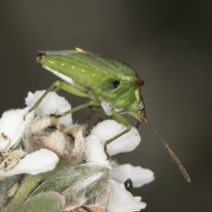 Cuspicona stenuella at Croke Place Grassland (CPG) - 14 Nov 2023