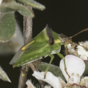 Cuspicona stenuella at Croke Place Grassland (CPG) - 14 Nov 2023