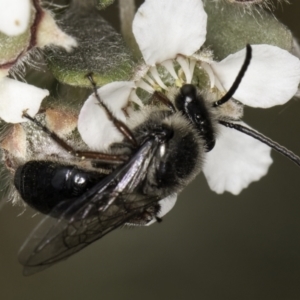 Leioproctus (Leioproctus) alleynae at Croke Place Grassland (CPG) - 14 Nov 2023