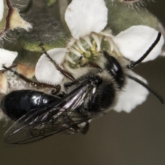 Leioproctus (Leioproctus) alleynae at McKellar, ACT - 14 Nov 2023