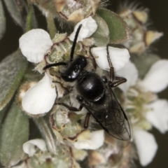 Leioproctus (Leioproctus) alleynae at McKellar, ACT - 14 Nov 2023