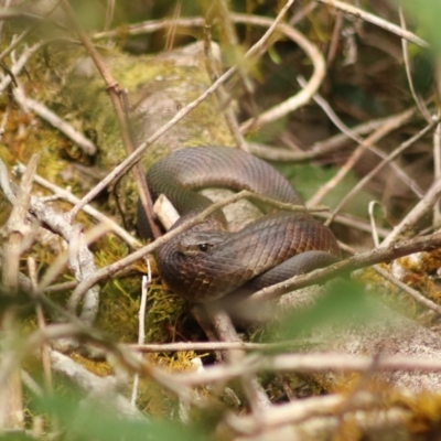 Notechis scutatus (Tiger Snake) at Limpinwood, NSW - 9 Nov 2023 by Rixon