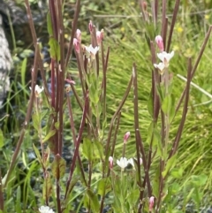 Epilobium gunnianum at Namadgi National Park - 1 Jan 2022