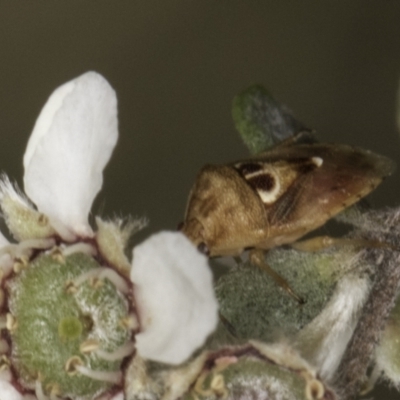 Eupolemus angularis (Acanthosomatid bug) at Croke Place Grassland (CPG) - 14 Nov 2023 by kasiaaus