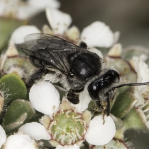 Leioproctus sp. (genus) at Croke Place Grassland (CPG) - 14 Nov 2023