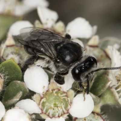 Leioproctus sp. (genus) (Plaster bee) at McKellar, ACT - 14 Nov 2023 by kasiaaus