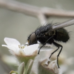 Diptera (order) (Fly - Unidentified) at Croke Place Grassland (CPG) - 14 Nov 2023 by kasiaaus