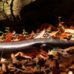 Unidentified Skink at O'Reilly, QLD - 8 Nov 2023 by Rixon