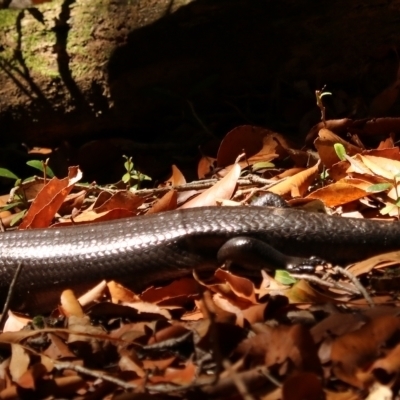 Bellatorias major (Land Mullet) at Lamington National Park - 9 Nov 2023 by Rixon