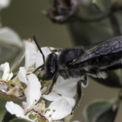 Leioproctus sp. (genus) (Plaster bee) at Croke Place Grassland (CPG) - 14 Nov 2023 by kasiaaus