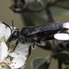 Leioproctus sp. (genus) at McKellar, ACT - 14 Nov 2023