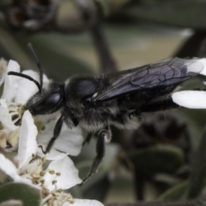 Leioproctus sp. (genus) at McKellar, ACT - 14 Nov 2023