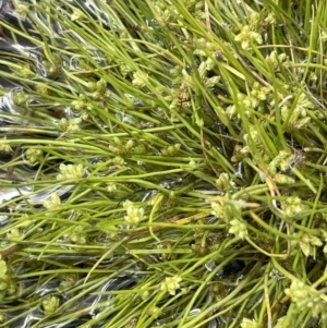 Isolepis gaudichaudiana at Namadgi National Park - 1 Jan 2022