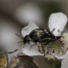 Mordellidae (family) (Unidentified pintail or tumbling flower beetle) at Croke Place Grassland (CPG) - 14 Nov 2023 by kasiaaus