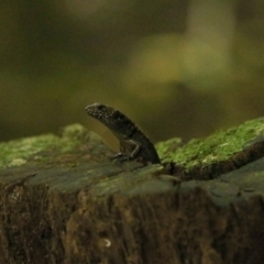 Unidentified Skink at O'Reilly, QLD - 8 Nov 2023 by Rixon