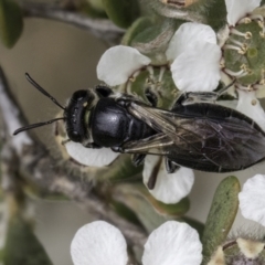 Euryglossa sp. (genus) (A native bee) at Croke Place Grassland (CPG) - 14 Nov 2023 by kasiaaus