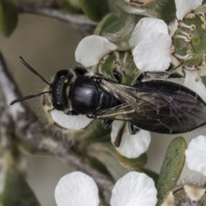 Euryglossa sp. (genus) at McKellar, ACT - 14 Nov 2023