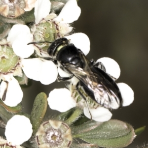 Euryglossa sp. (genus) at McKellar, ACT - 14 Nov 2023