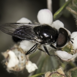 Psilota sp. (genus) at Croke Place Grassland (CPG) - 14 Nov 2023