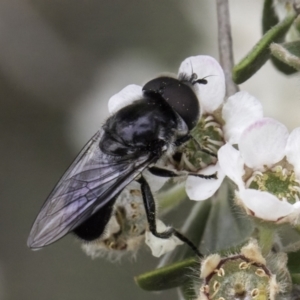 Psilota sp. (genus) at Croke Place Grassland (CPG) - 14 Nov 2023