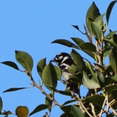 Carterornis leucotis (White-eared Monarch) at Darlington, QLD - 8 Nov 2023 by Rixon