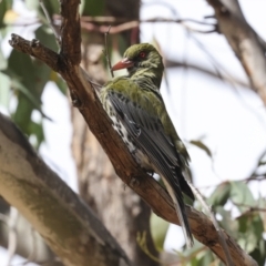 Oriolus sagittatus (Olive-backed Oriole) at The Pinnacle - 13 Nov 2023 by AlisonMilton