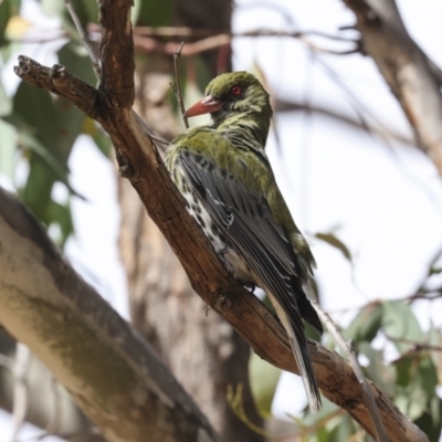 Oriolus sagittatus (Olive-backed Oriole) at Hawker, ACT - 13 Nov 2023 by AlisonMilton