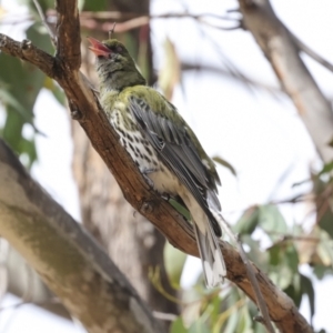 Oriolus sagittatus at Hawker, ACT - 14 Nov 2023