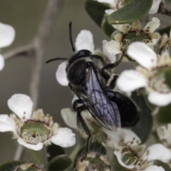 Leioproctus sp. (genus) (Plaster bee) at McKellar, ACT - 14 Nov 2023 by kasiaaus