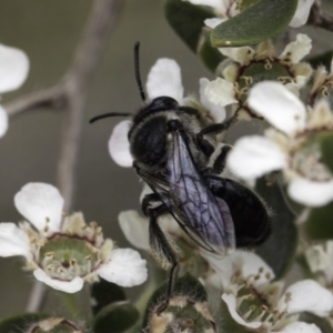 Leioproctus sp. (genus) at McKellar, ACT - 14 Nov 2023