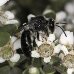 Leioproctus sp. (genus) at Croke Place Grassland (CPG) - 14 Nov 2023