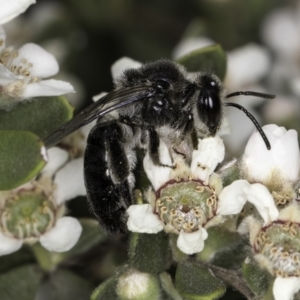 Leioproctus sp. (genus) at Croke Place Grassland (CPG) - 14 Nov 2023