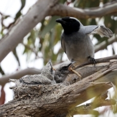 Coracina novaehollandiae (Black-faced Cuckooshrike) at Belconnen, ACT - 13 Nov 2023 by AlisonMilton