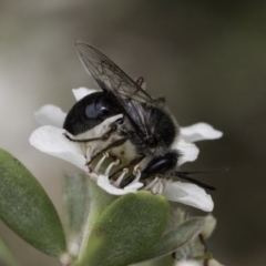 Leioproctus sp. (genus) (Plaster bee) at McKellar, ACT - 14 Nov 2023 by kasiaaus